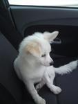 Totti - Pomeranian + Jack Russell Terrier Dog