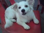 Totti - Pomeranian + Jack Russell Terrier Dog