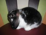 Lulu - Holland Lop Rabbit