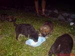 7 Lovely Puppies....needs A Loving Home Urgently!!!! - Mixed Breed Dog