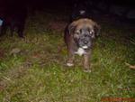 7 Lovely Puppies....needs A Loving Home Urgently!!!! - Mixed Breed Dog