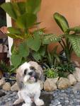 Happy Boy - Shih Tzu Dog