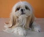 Baby - Shih Tzu Dog