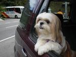 Baby - Shih Tzu Dog