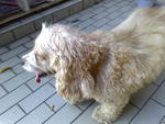 Melody - Cocker Spaniel Dog