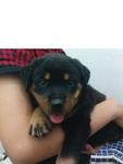 Rottweiler 2month - Rottweiler Dog