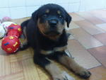 Rottweiler 2month - Rottweiler Dog