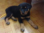 Rottweiler 2month - Rottweiler Dog