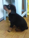 Rottweiler 2month - Rottweiler Dog