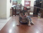 Half Paralyzed Kitten - 1 Month Old - Domestic Short Hair Cat