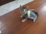 Half Paralyzed Kitten - 1 Month Old - Domestic Short Hair Cat