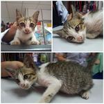 Cute Kitten For Adoption - Domestic Short Hair Cat