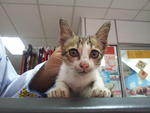 Cute Kitten For Adoption - Domestic Short Hair Cat