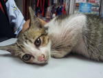 Cute Kitten For Adoption - Domestic Short Hair Cat