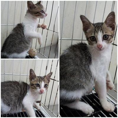 Cute Kitten For Adoption - Domestic Short Hair Cat