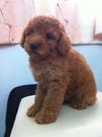 Female poodle 1