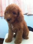 Male poodle 1