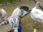 Turkey For Sale - Turkey + Guinea Fowl Bird