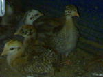 Turkey For Sale - Turkey + Guinea Fowl Bird