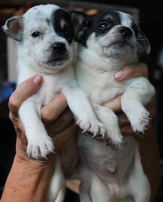 Pongo And Paddy - Mixed Breed Dog