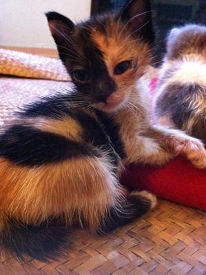 Kitten For Adoption - Domestic Short Hair Cat