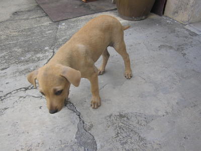 Brownie - Mixed Breed Dog