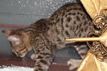 Dotie - Bengal Cat