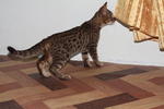 Dotie - Bengal Cat