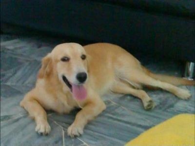 Fifi - Golden Retriever Dog