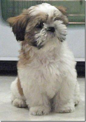 Barney - Shih Tzu Dog