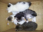 4 kittens at Kulim, Kedah (3 did not make it, one being adopted)