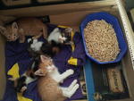 4 kittens rescued from Sg Dua market on Sat, Oct 13th but 1 did not make it