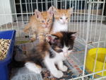 19-10-2012 : 2 kittens adopted together, red tabby still with us