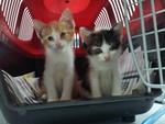 19-10- 2012 : Calico kitten 0.34kgs, Red & White kitten 0.56kgs