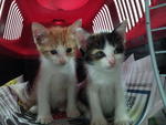 adopted together on 19-10-2012