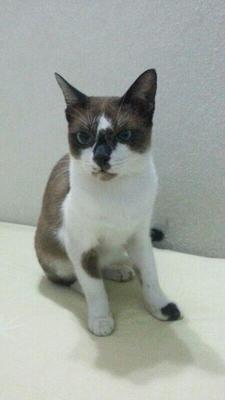 Female Cat For Adoption At B'worth - Siamese Cat