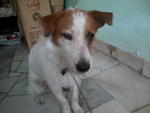 Garlic - Mixed Breed Dog