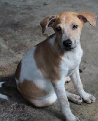 Sheeba - Mixed Breed Dog