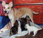 Nest of puppies with mom