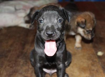 1 Black Dog Left. - Mixed Breed Dog