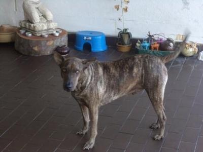 Saga  - Shar Pei + Thai Ridgeback Dog