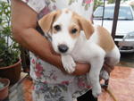 Hearty - Mixed Breed Dog