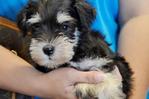 Miniature Schnauzer - Small Size - Schnauzer Dog