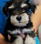 Miniature Schnauzer - Small Size - Schnauzer Dog