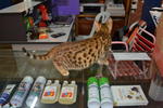 Muar Bengal Kitten - Bengal Cat