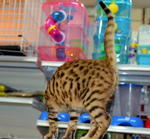 Muar Bengal Kitten - Bengal Cat