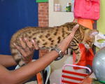 Muar Bengal Kitten - Bengal Cat