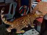 Muar Bengal Kitten - Bengal Cat