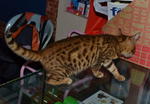 Muar Bengal Kitten - Bengal Cat