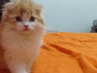 Dudu - Scottish Fold Cat